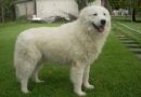 cane pastore abruzzese