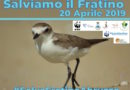 Salviamo il Fratino Borsacchio Roseto Aprile 2019