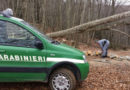 carabinieri furto legna