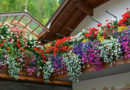 fiori balcone