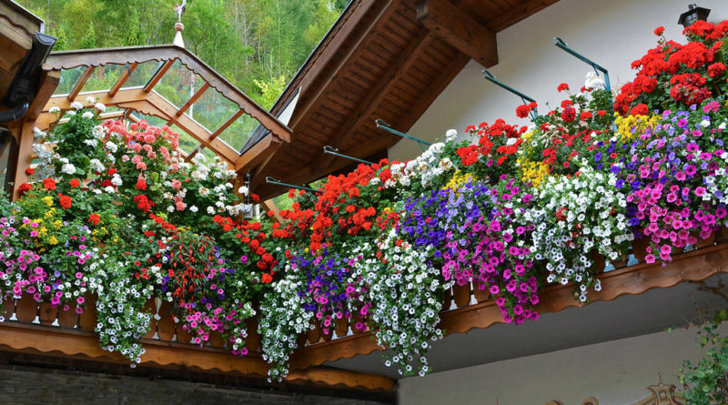 fiori balcone