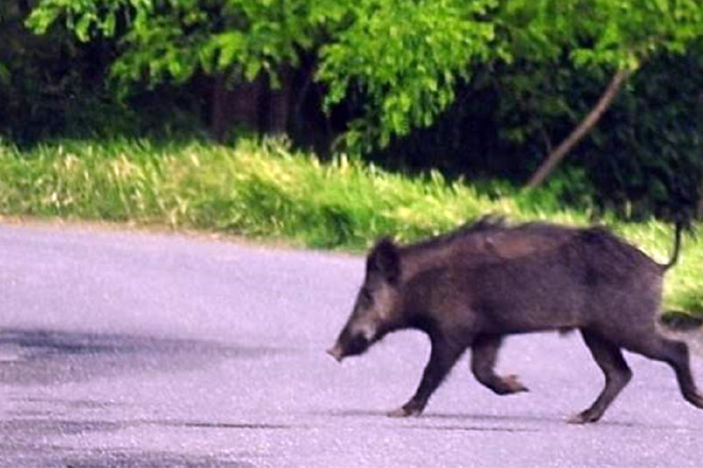 cinghiale