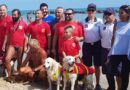 Sea Rescue Dog