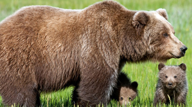 orso marsicano