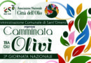 camminata tra gli olivi