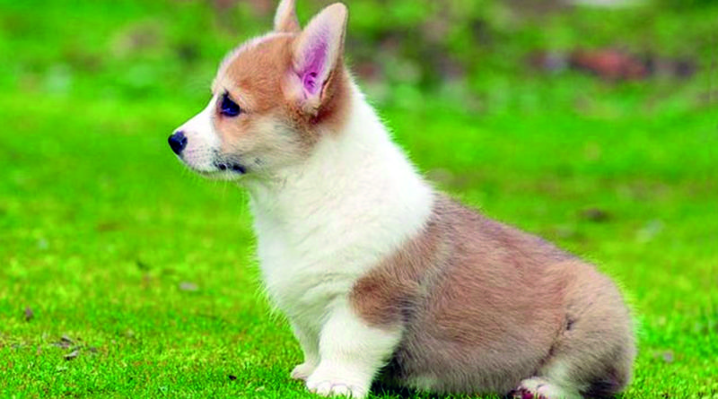 cane corgi