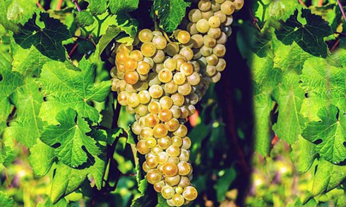 trebbiano abruzzo