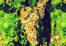 trebbiano abruzzo