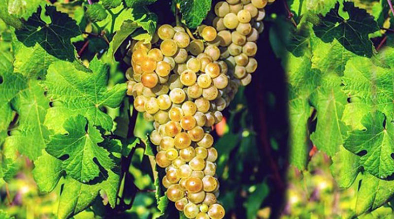 trebbiano abruzzo