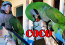 coco