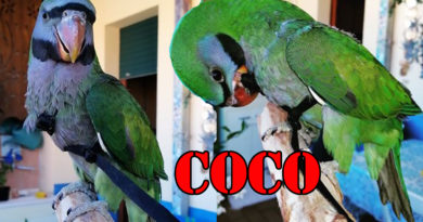 coco