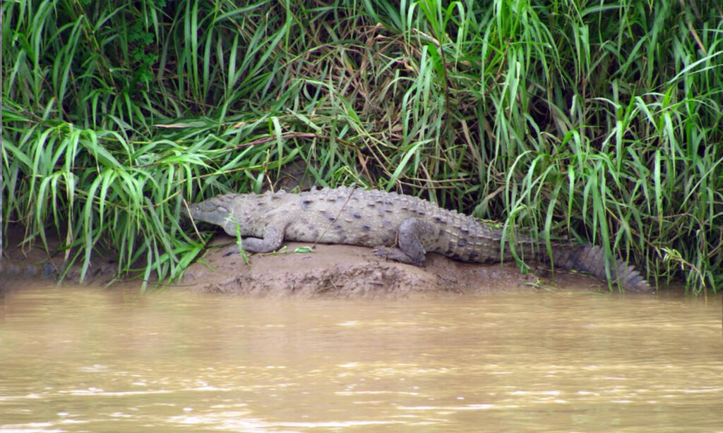 coccodrillo 1