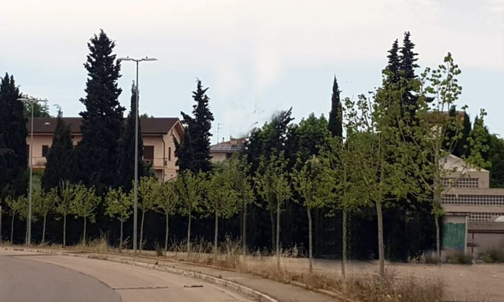 giulianova alberi