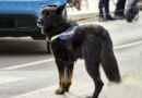 polizia teramo cane